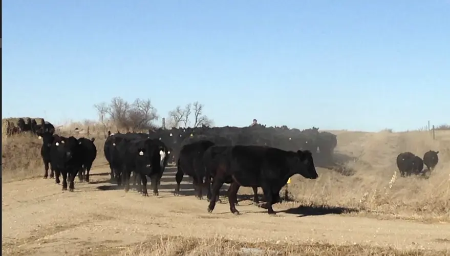 Thousands sign petition calling for country-of-origin labeling on beef