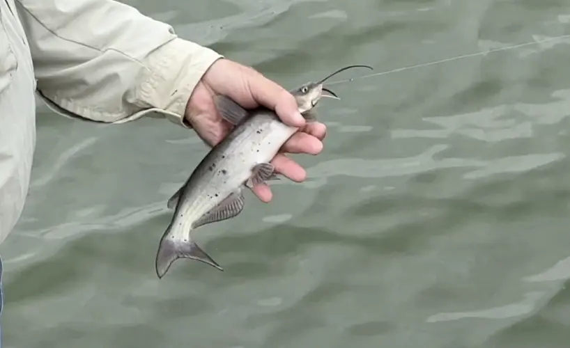 Game and Parks stocking large Channel Catfish in community waters