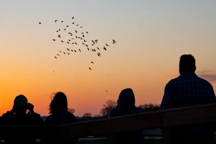 Sandhill crane migration generates more than $19 million