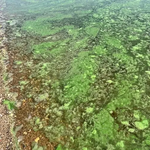 Multiple health alerts issued lakes, reservoir across the state