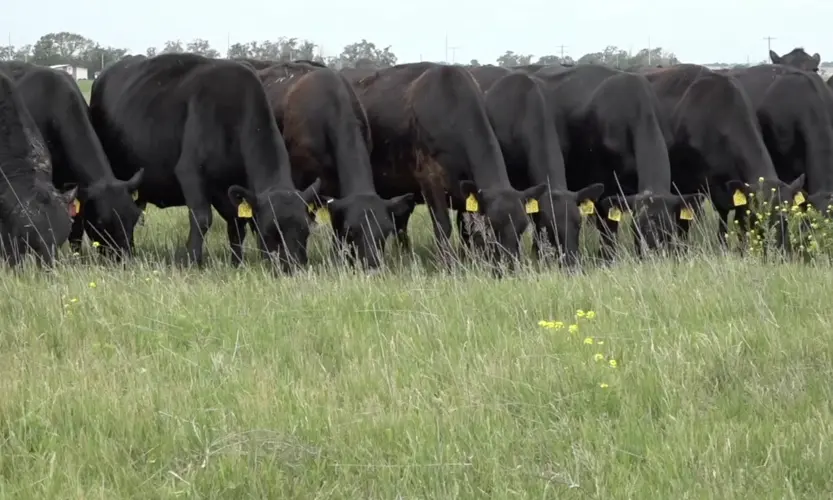 USDA confirms first New World screwworm case in U.S. livestock since the 1960s
