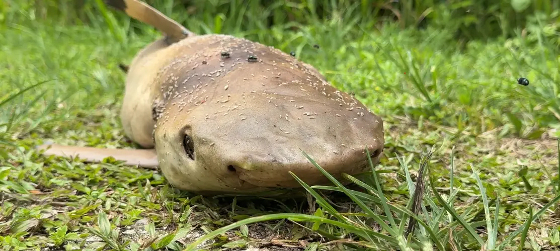 Harmless reef shark killed after being caught in abandoned gill net again