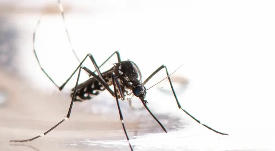 LLCHD reports mosquitoes test positive for West Nile in Lincoln