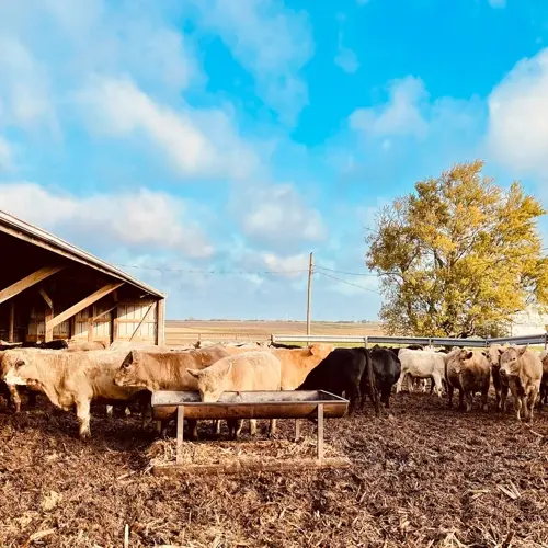 Ag notes: Cattle placements rise 6% during April