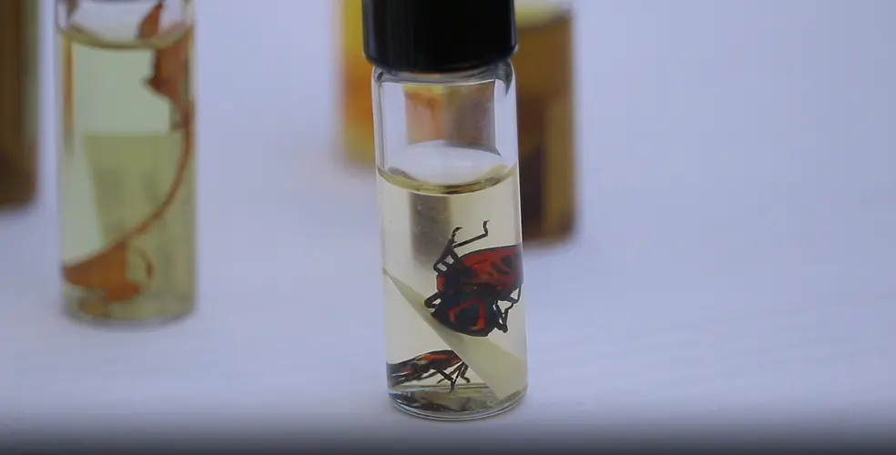 Invasive beetles return, raising questions on how to protect sineguelas