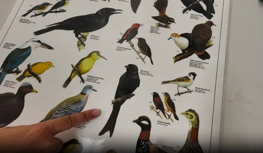 Viral video of bird attack in Tumon highlights Guam's silent forests