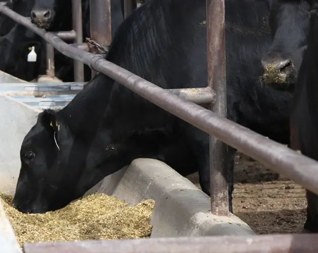Successfully limit feed cattle in dry conditions