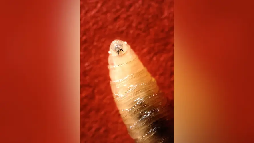 Detectan gusano barrenador cerca de la frontera con Estados Unidos y encienden alertas en Texas