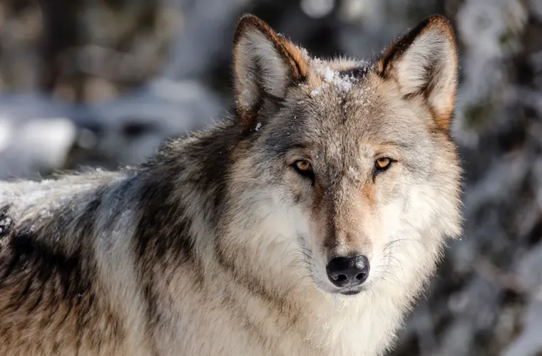 Wyoming cuts wolf hunt in half to buoy Yellowstone region’s disease-depleted population