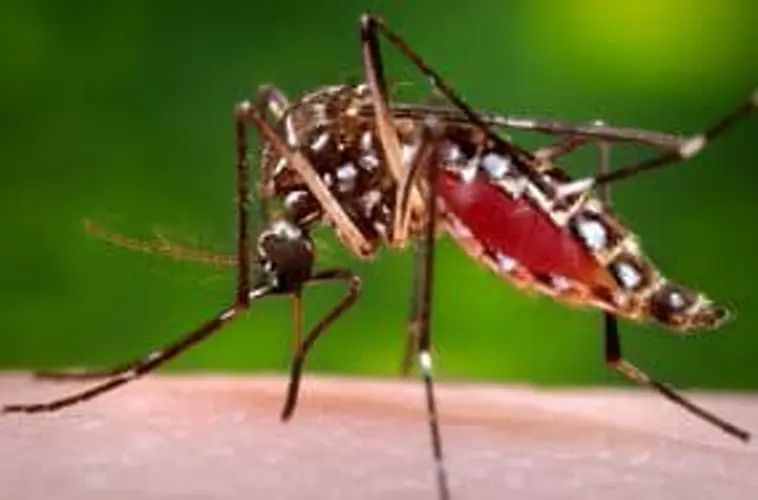 Summer mosquito spraying underway in Beatrice