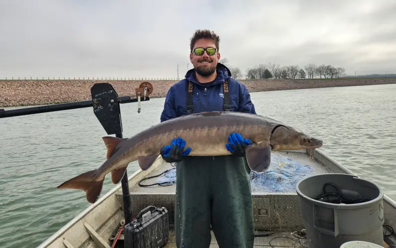 Rare lake sturgeon netted at Gavins Point Dam traveled 681 miles upstream