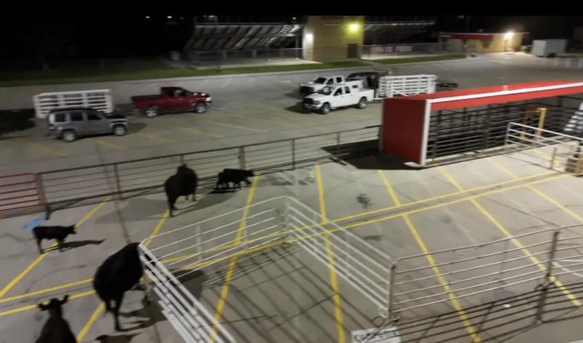 Senior prank brings cattle to Valentine High School parking lot