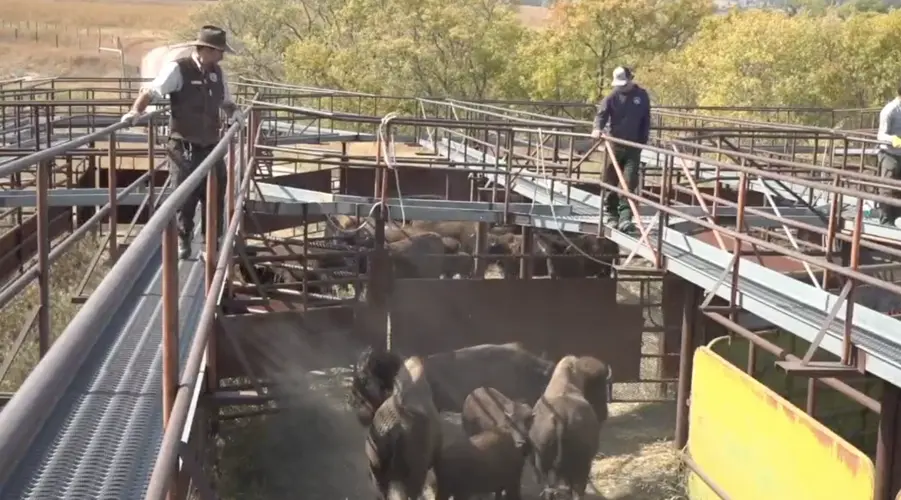 Bison roundup, landowner mountain lion permits discussed at Niobrara Council meeting