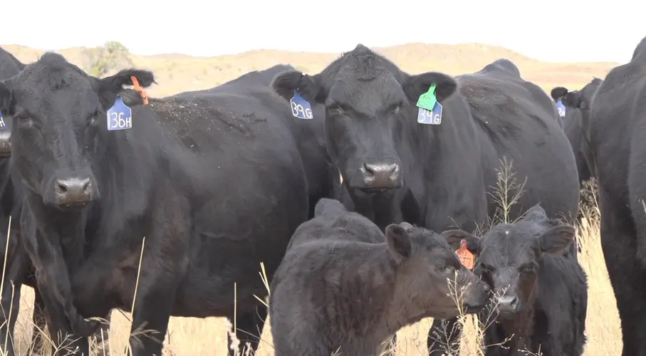 New Nebraska Law Gives Ranchers the Right-of-Way