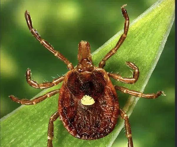 Nebraska tick season off to fast start, experts discuss preventing bites