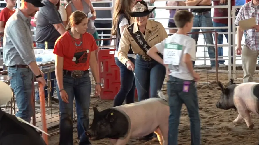 Hastings Celebrities Ham It Up at Adams County Fair Pig Show