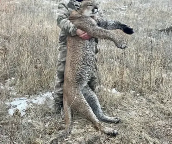 Eligible hunters may apply for auxiliary mountain lion permits