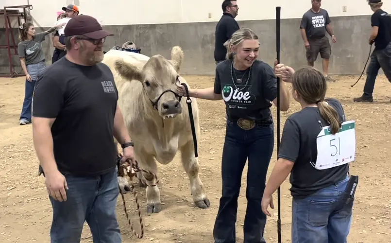 Beach calf 'could stand some competition'
