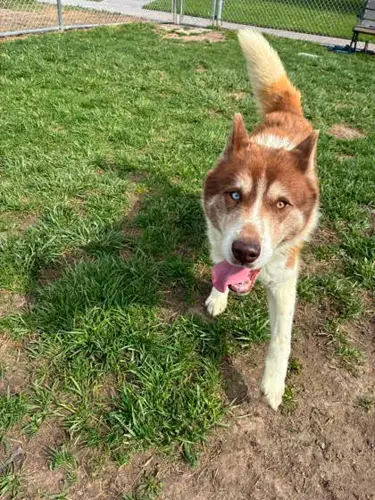 Operation Fur-ever Home: Scottsbluff Police Department partners with Panhandle Humane Society in hopes of helping to get dogs adopted