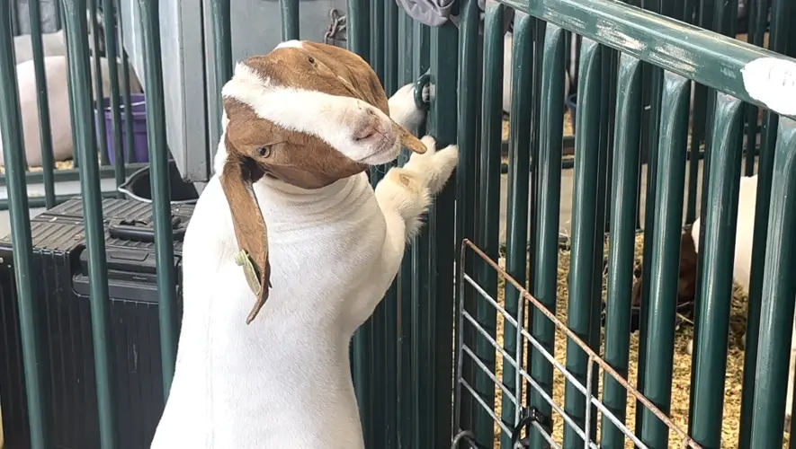 Bax sweeps goat showmanship at Cass County Fair